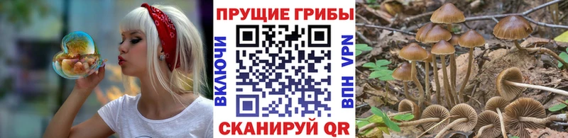 купить  сайты  Кудрово  Галлюциногенные грибы Magic Shrooms 
